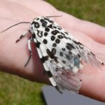 Are Giant Leopard Moth Caterpillars Poisonous