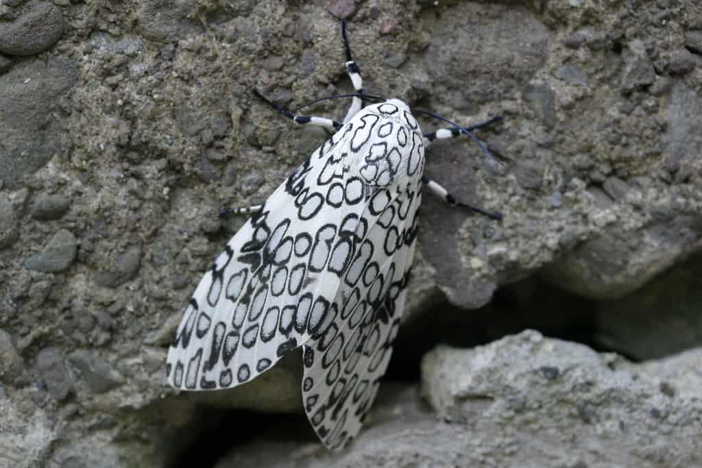 How do giant leopard moth caterpillars look