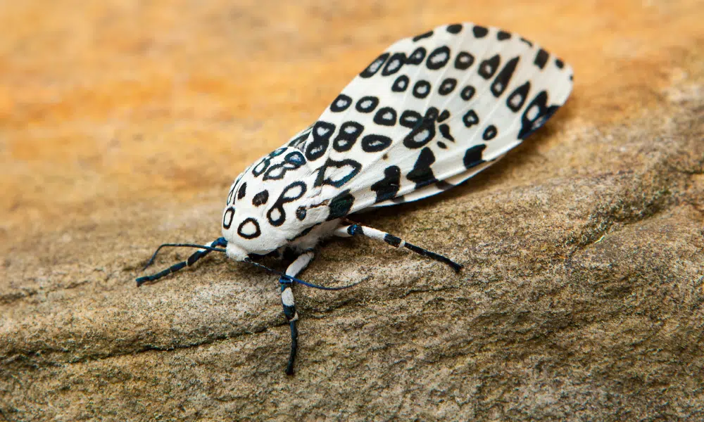 Are giant leopard moth caterpillars poisonous