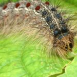Are Gypsy Moth Caterpillars Poisonous