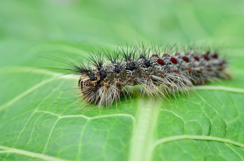 What do gypsy moth caterpillars look like and eat