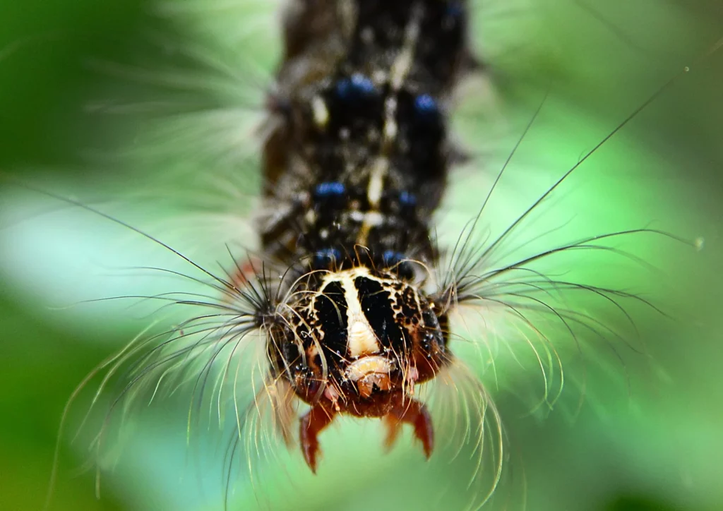 How to safely handle gypsy moth caterpillars
