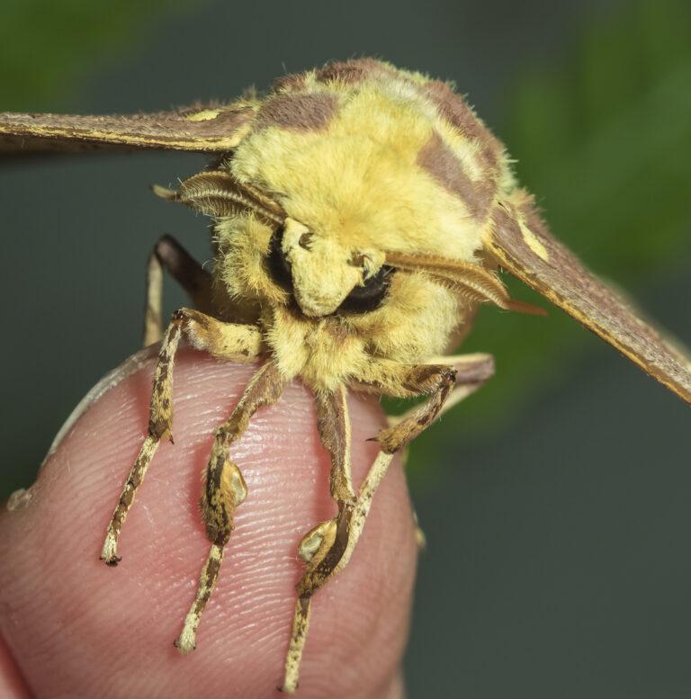 Are Imperial Moths Poisonous