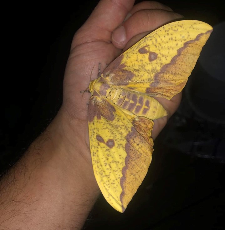 What are imperial moths like