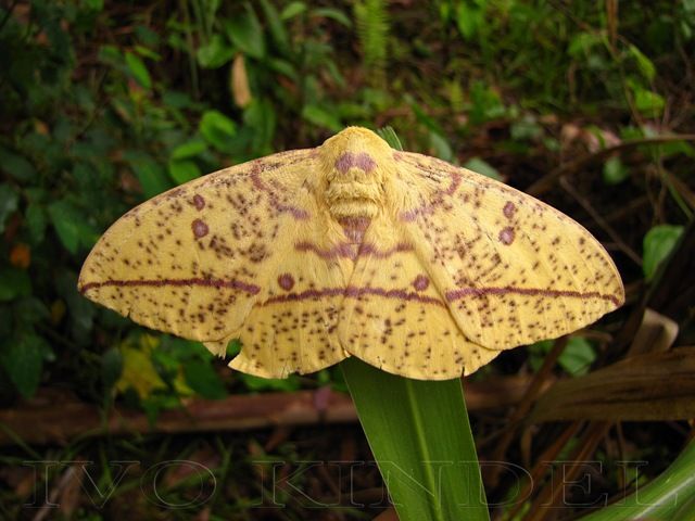 How to safely interact with imperial moths