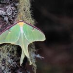 Are Luna Moths Poisonous