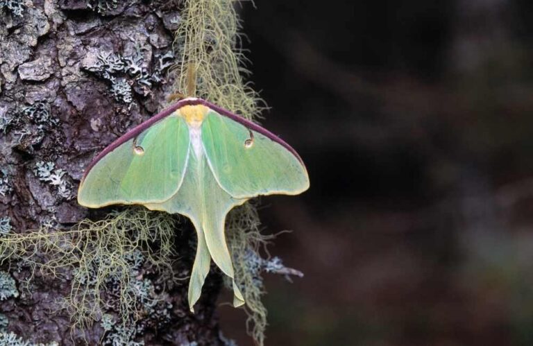 Are Luna Moths Poisonous