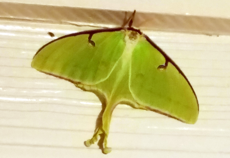 What are common misconceptions about Luna moths