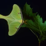 How to Tell If a Luna Moth Is Dying