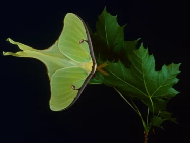 How to Tell If a Luna Moth Is Dying