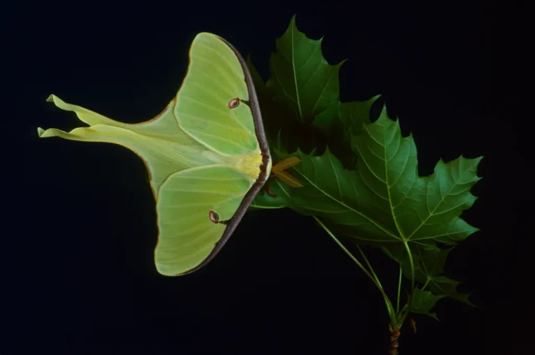 How to Tell If a Luna Moth Is Dying