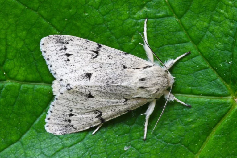 Are Miller Moths Poisonous to Dogs