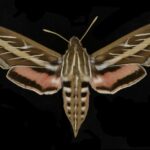 Are Sphinx Moths Dangerous