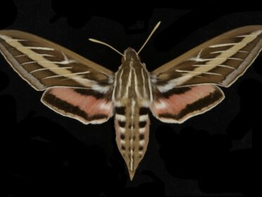 Are Sphinx Moths Dangerous
