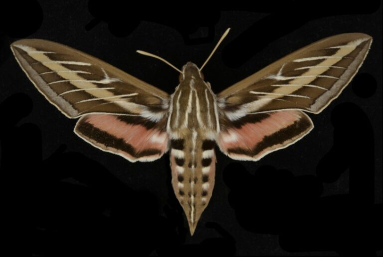 Are Sphinx Moths Dangerous