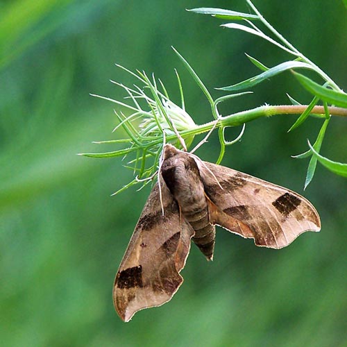 What makes Sphinx moths resemble hummingbirds