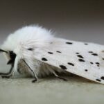 Are White Moths Rare