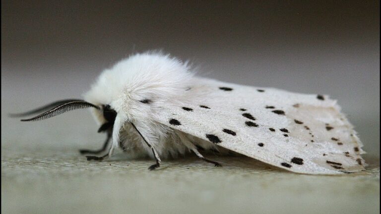 Are White Moths Rare