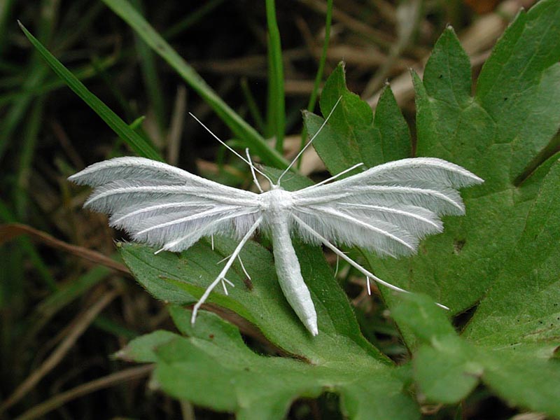 What do white moths eat for energy