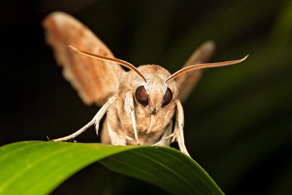 How do moth larvae damage leather?