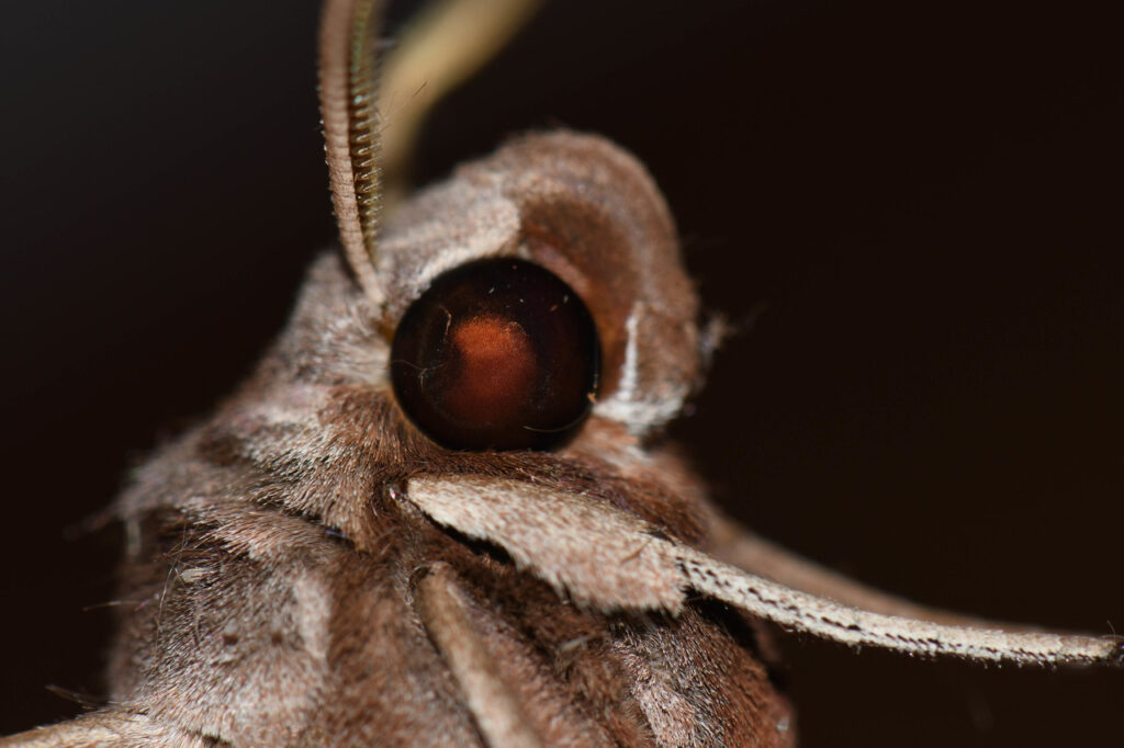 How do moths' compound eyes work
