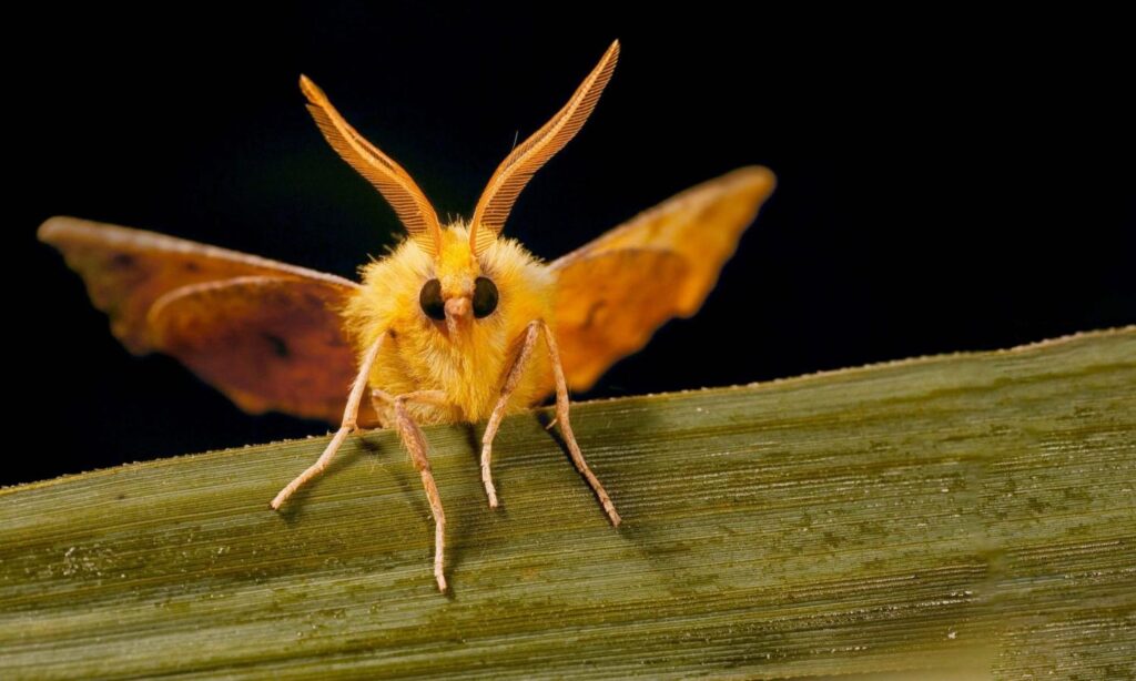 What are the limitations of moths' night vision