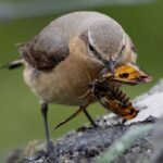 Do Birds Eat Moths