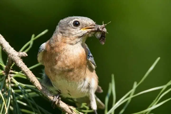 How do nightjars catch moths in flight