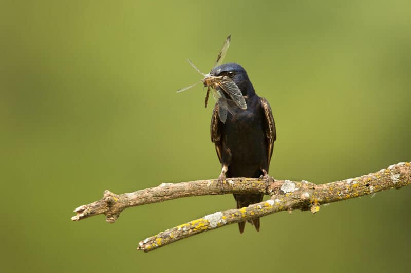 How do songbirds use moth caterpillars in their diets