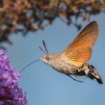 Do Hummingbird Moths Sting