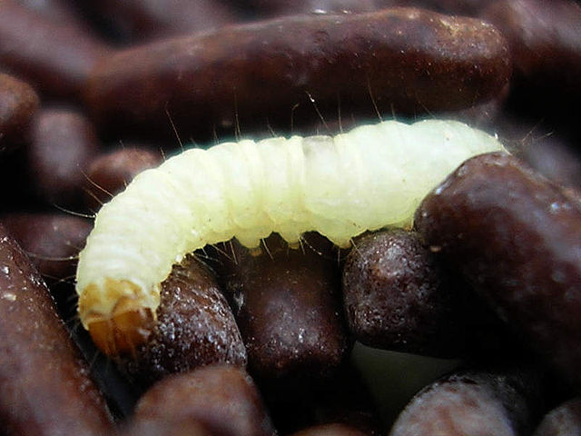 What are the differences between moths and maggots