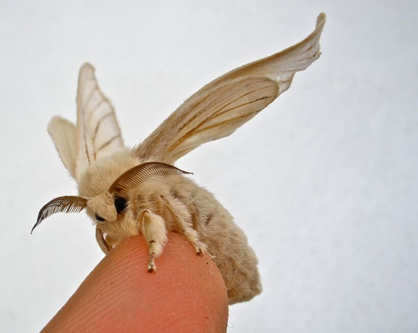 How do moths feed