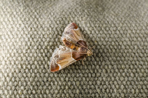 How does moth damage impact cotton economically