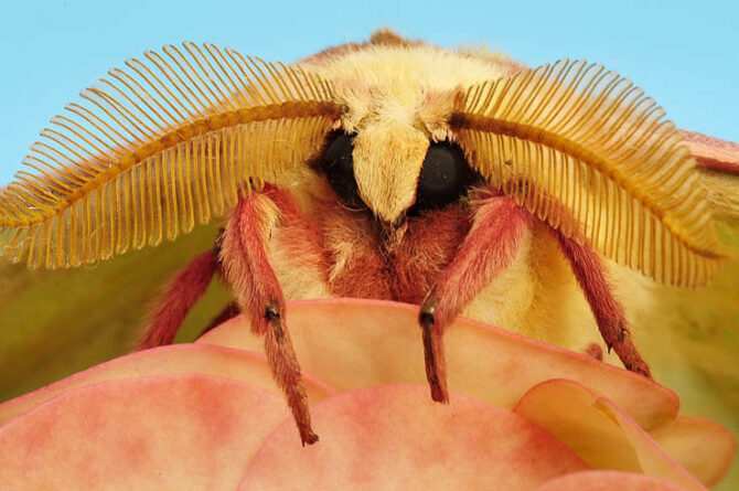 What Do Moths Eat