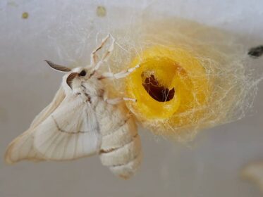 Do Moths Have Cocoons