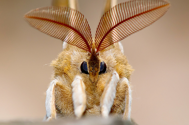What is a common misconception about moths and their mouthparts