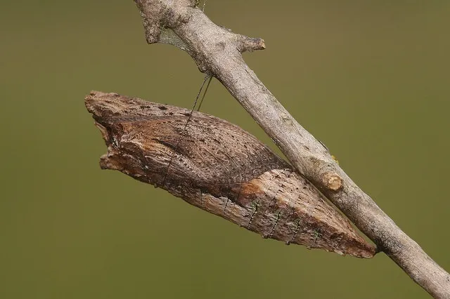 How do moths enter diapause