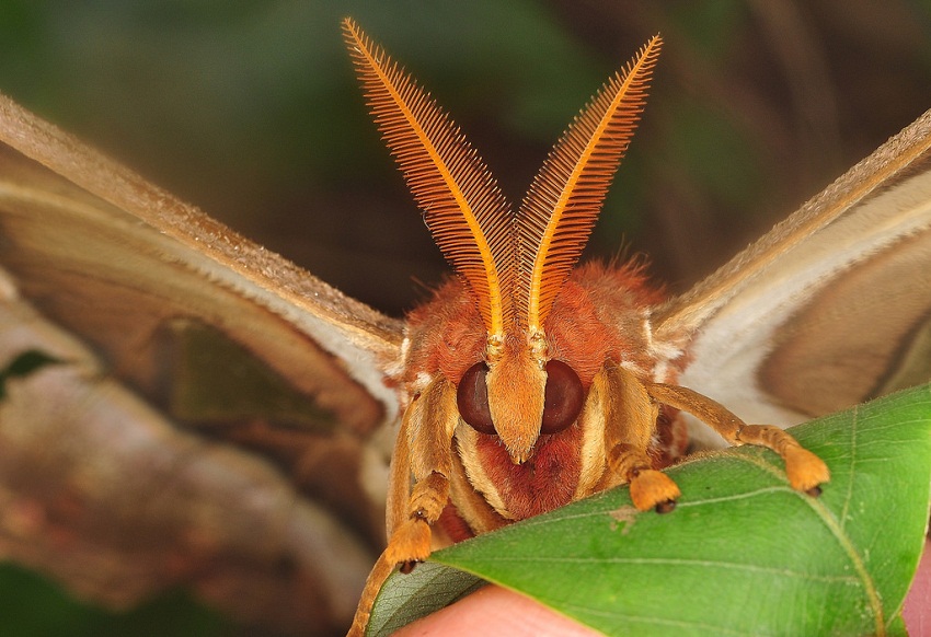 How do moths contrast with mammals in winter survival