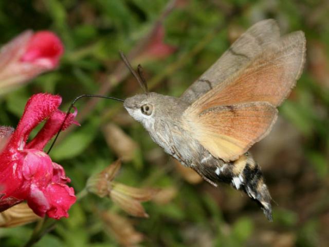 How do moths engage in diurnal movements