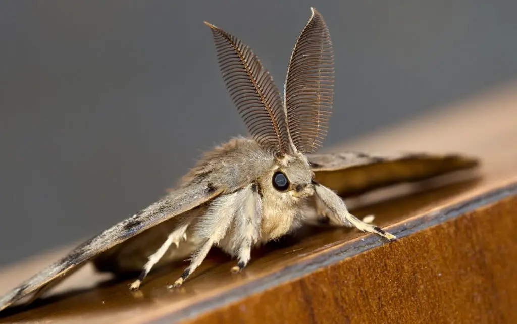 How to prevent moth infestations in storage areas