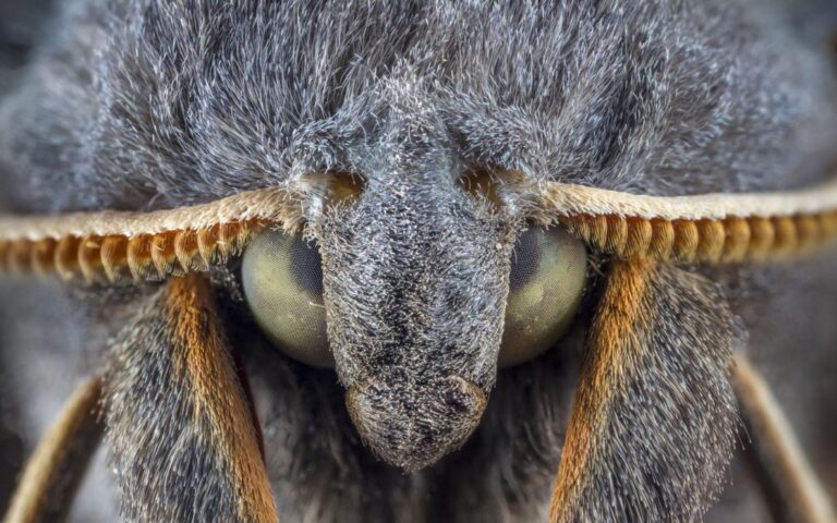Does a Moth Have a Brain