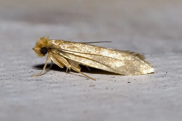 How does heat affect clothes moths