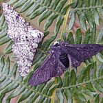 What Animals Eat the Peppered Moth
