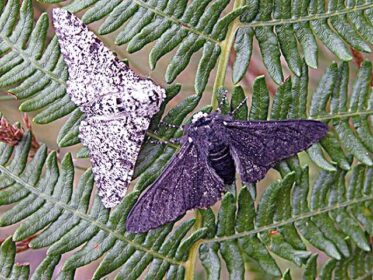 What Animals Eat the Peppered Moth
