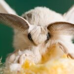 How Do Adult Moths Survive Predation