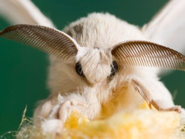 How Do Adult Moths Survive Predation