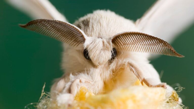 How Do Adult Moths Survive Predation