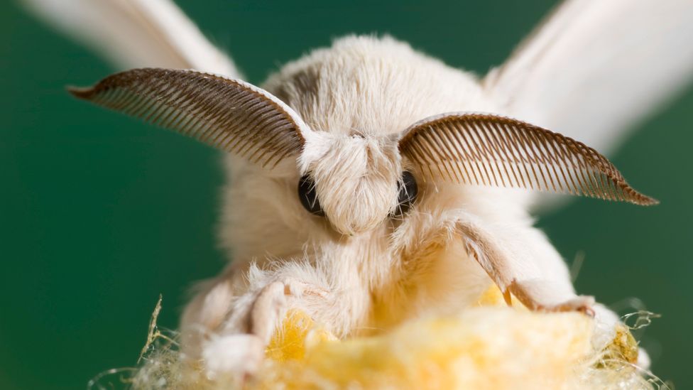 How does light pollution affect moth sleep patterns
