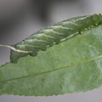 How Do Moth Larvae Survive Predators