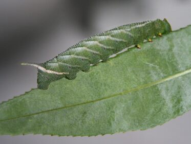 How Do Moth Larvae Survive Predators